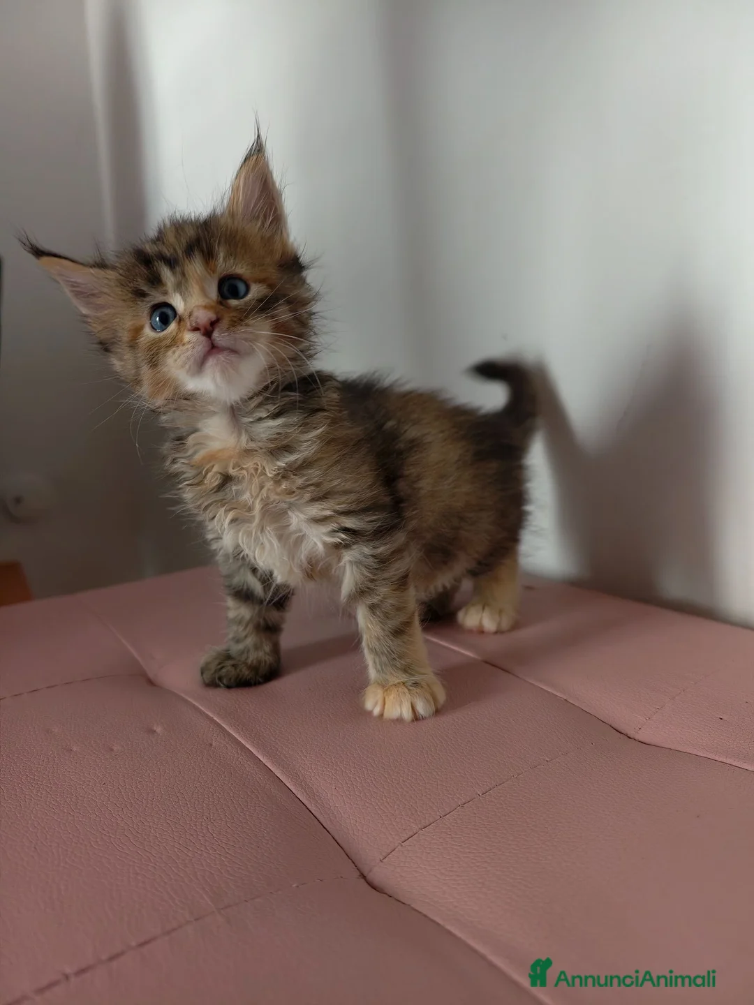 Maine Coon gatti in vendita: Simpatica cucciola Maine coon  - Annuncio 2