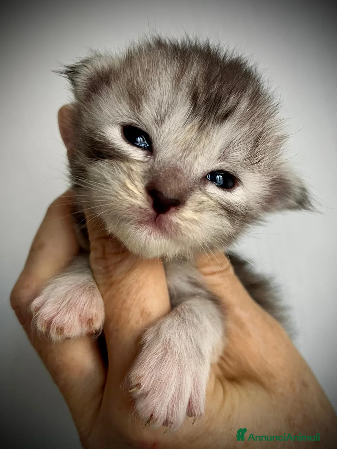 Maine Coon gatti in vendita: Cuccioli Maine Coon - Annuncio 6