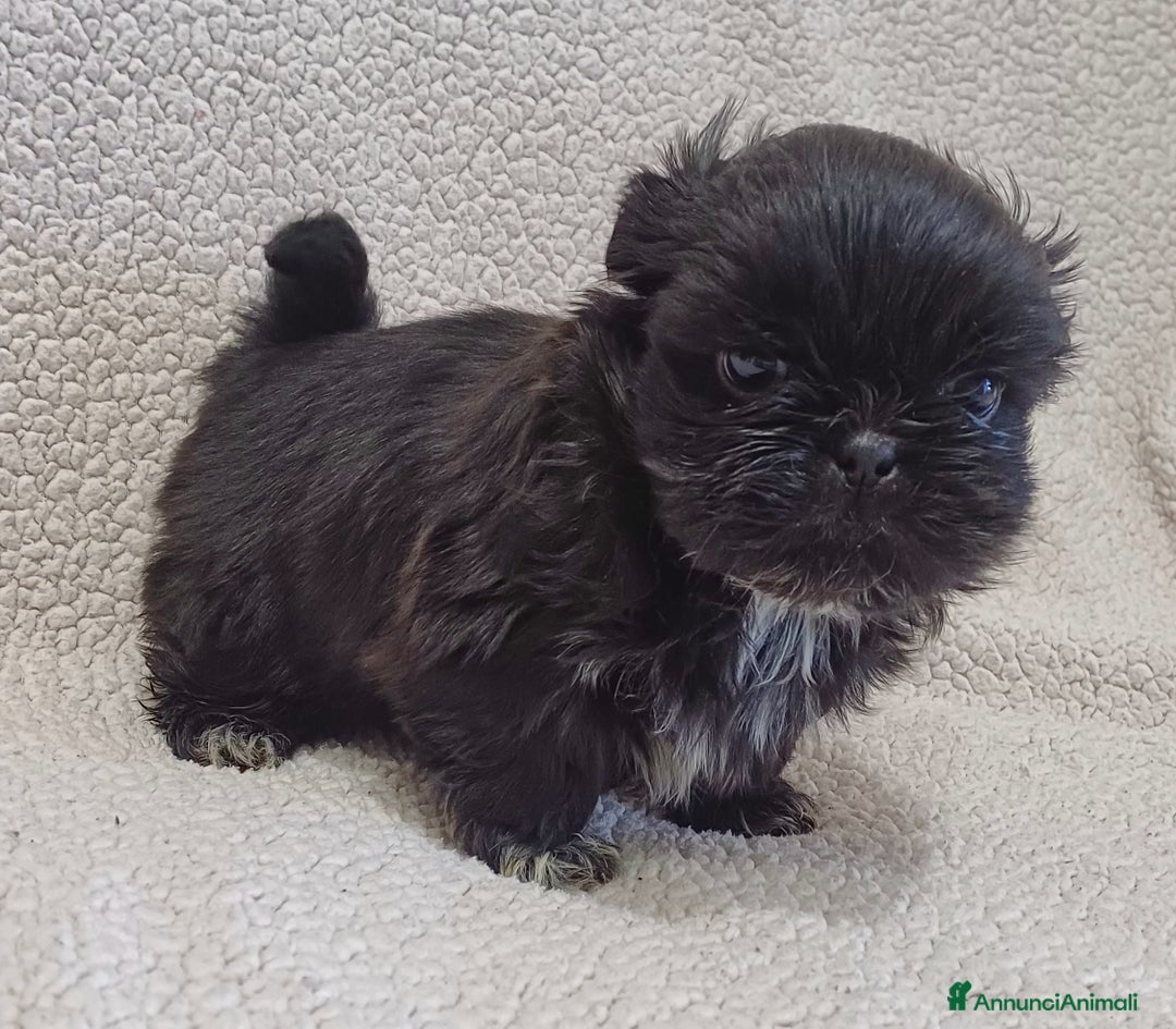 Shih Tzu cani in vendita: Cucciolo shih-tzu shitzu shihtzu  - Annuncio 8