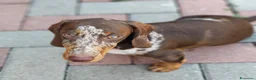 Bassotto cani in vendita: Bassotto Arlecchino color cioccolato - Annuncio 6
