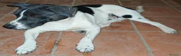 Meticcio cani in regalo: Tommy 12 kg di bontà e simpatia - Annuncio 4
