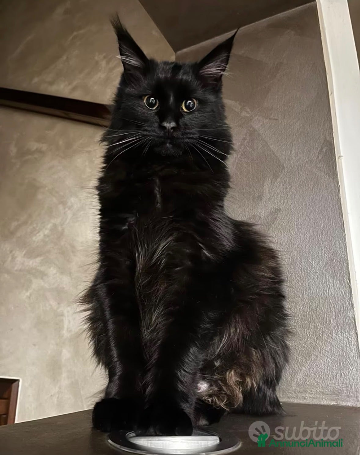 Maine Coon gatti MAINE COON BLACK SOLID pedigree aperto, in 3 rate  - Annuncio 1