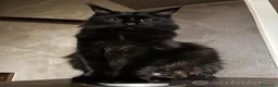 Maine Coon gatti in vendita: MAINE COON BLACK SOLID pedigree aperto, in 3 rate  - Annuncio 1