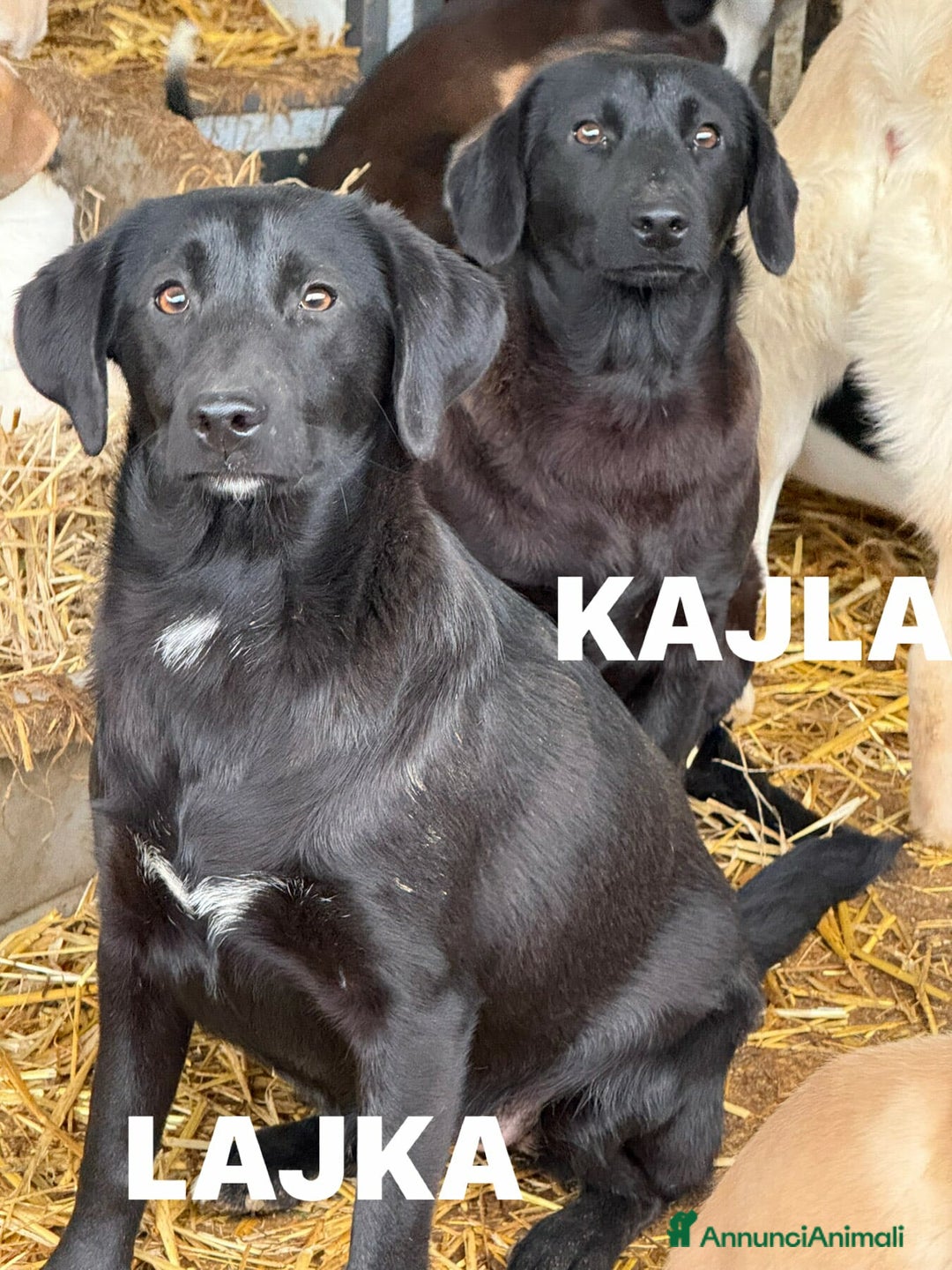 Meticcio cani in regalo: LAJKA 6 KAJA, cucciole invisibili.  - Annuncio 9