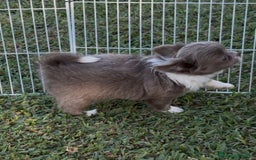 Chihuahua cani in vendita: Cuccioli chihuahua  a Città metropolitana di Milano - Immagine 10