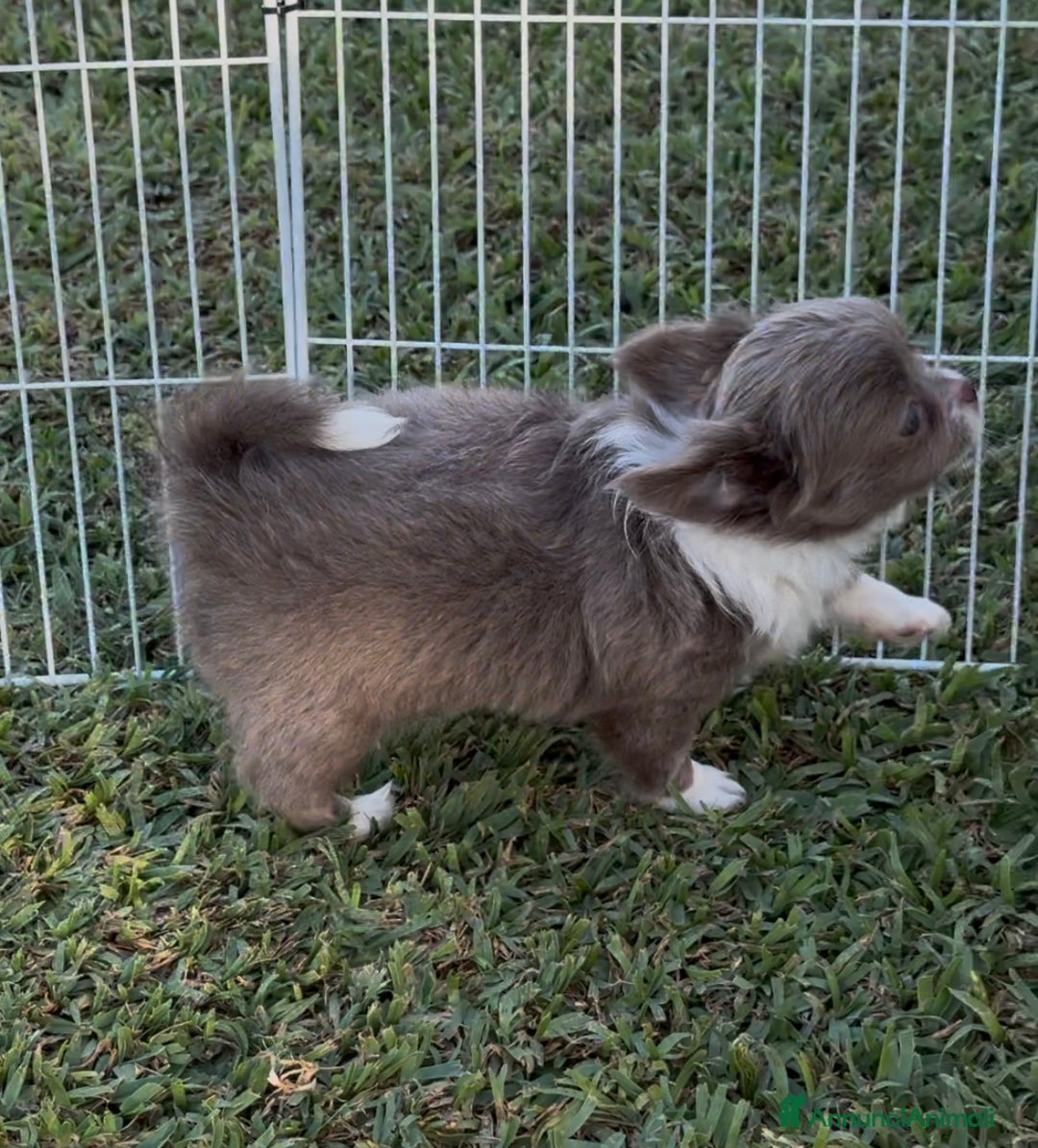 Chihuahua cani in vendita: Cuccioli chihuahua  a Città metropolitana di Milano - Immagine 10