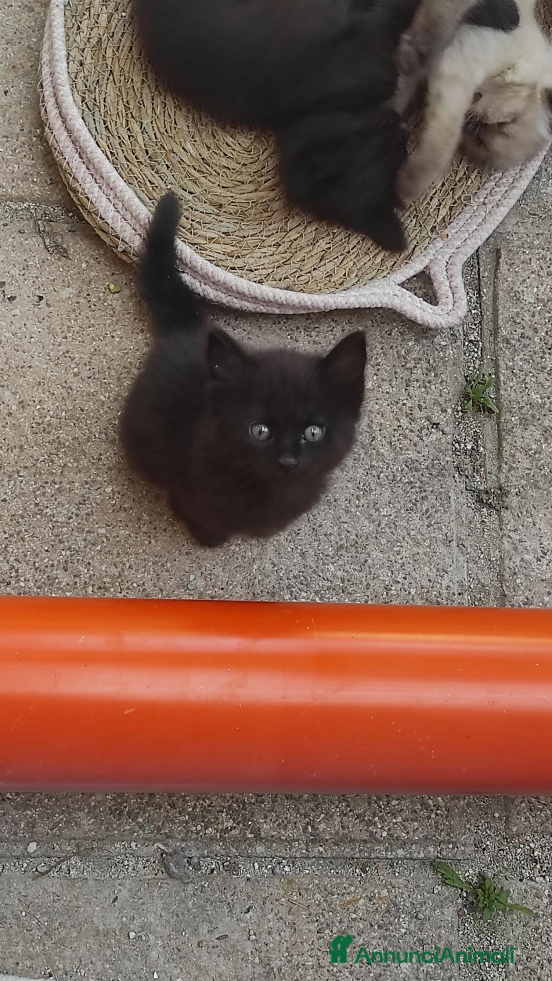 Meticcio gatti in regalo: Gattina nera cerca casa a Provincia dell'Aquila - Annuncio 2