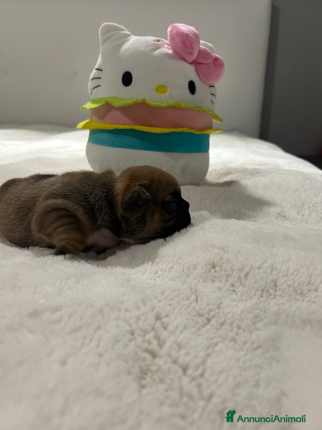 Bulldog Francese cani in vendita: cuccioli di Bulldog francese Red  - Annuncio 16