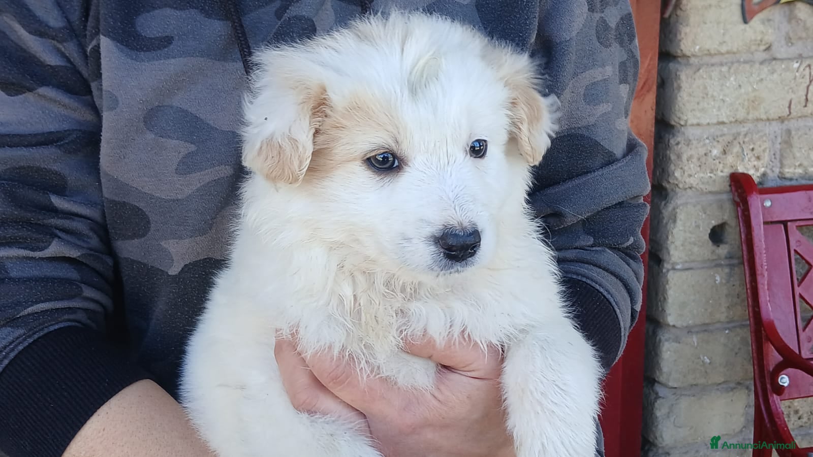 Meticcio cani ALEXA TG MEDIO PICCOLA CERCA CASA, IN ADOZIONE - Annuncio 28