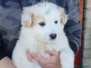 Meticcio cani ALEXA TG MEDIO PICCOLA CERCA CASA, IN ADOZIONE - Annuncio 28