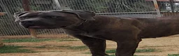 Cane Corso cani in vendita: Spettacolari cuccioli di Cane Corso  - Annuncio 5
