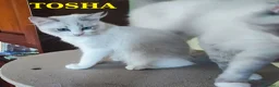 Ragdoll gatti in vendita: Ultima femmina di Razza Ragdoll disponibili - Annuncio 8