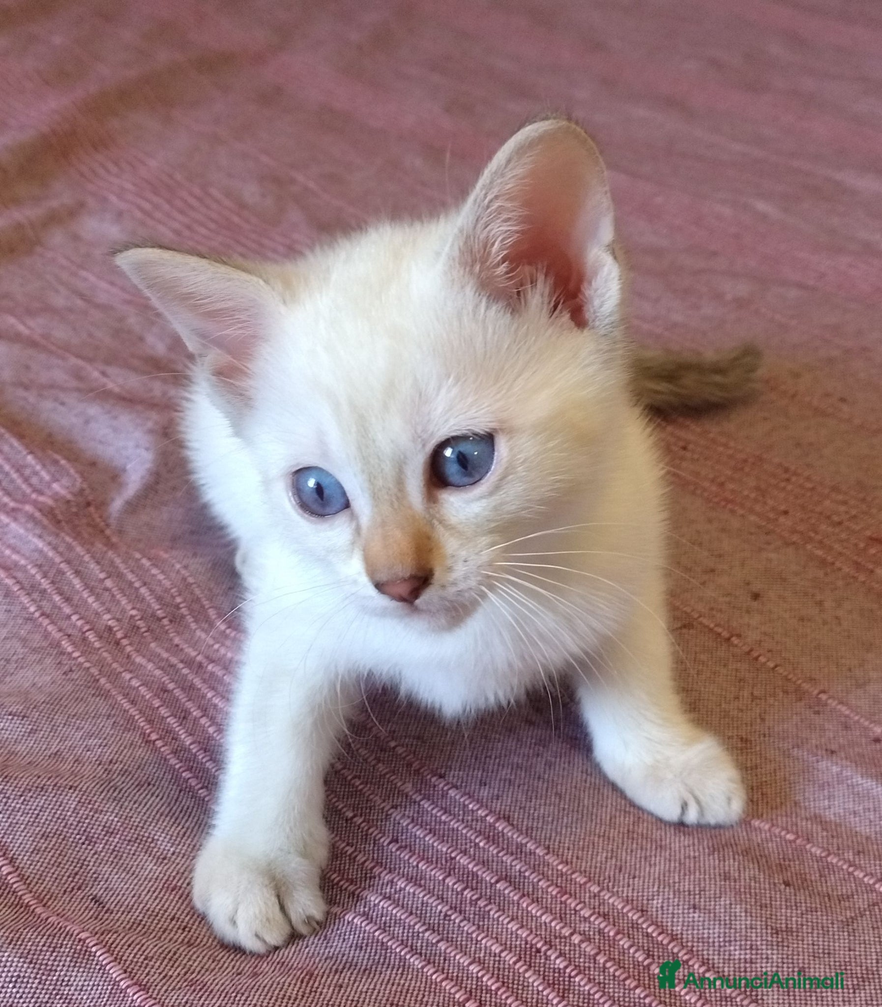 Bengala gatti Gattini bengala dolcissimi - Annuncio 1