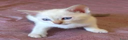 Bengala gatti in vendita: Gattini bengala dolcissimi - Annuncio 1