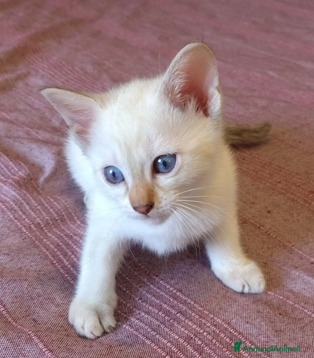 Bengala gatti in vendita: Gattini bengala dolcissimi - Annuncio 1