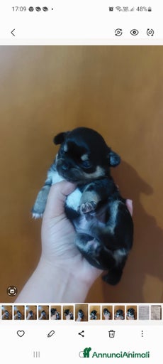 Immagine della galleria {{count}}