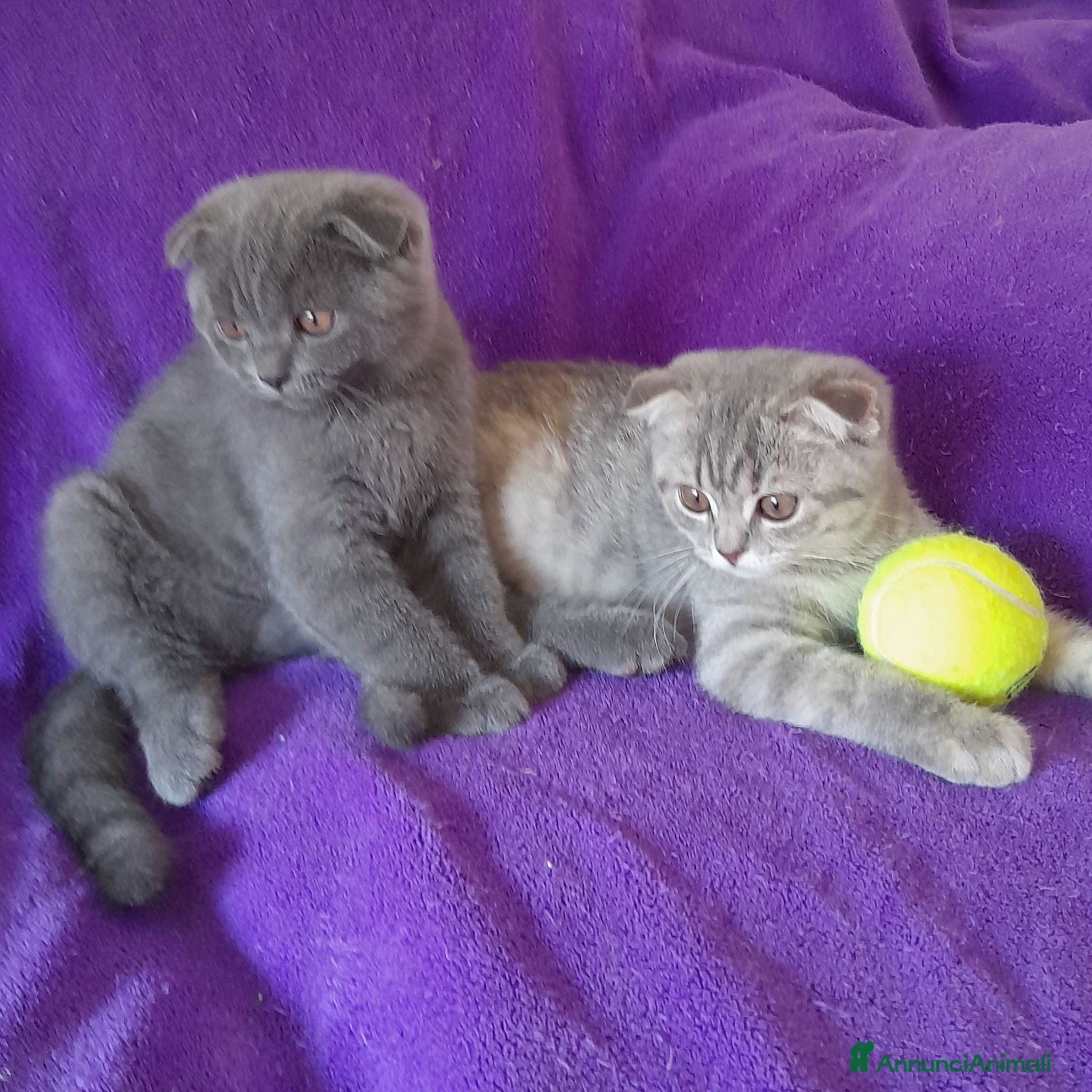 Scottish gatti Cuccioli Scottish fold e Scottish straight  - Annuncio 1