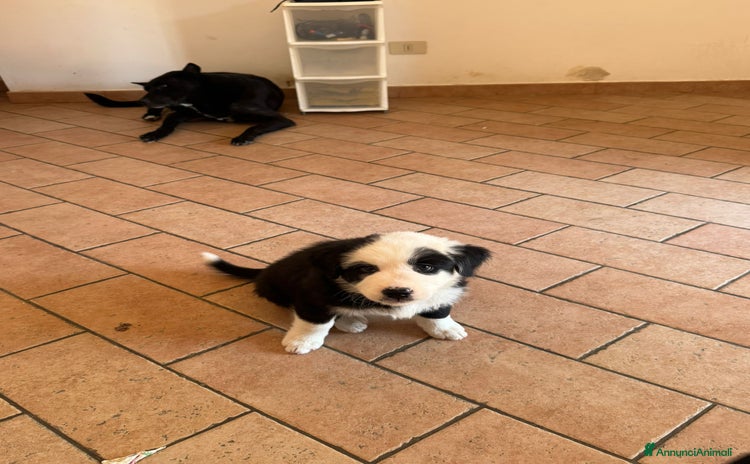 Akita Americano cani a Città metropolitana di Roma Capitale - Annuncio 1