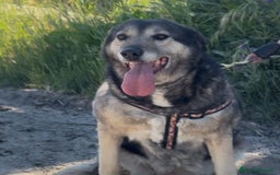 Meticcio cani in regalo: MOLLY 🩷 - mamma super eroina ora merita amore a Provincia di Como - Immagine 4
