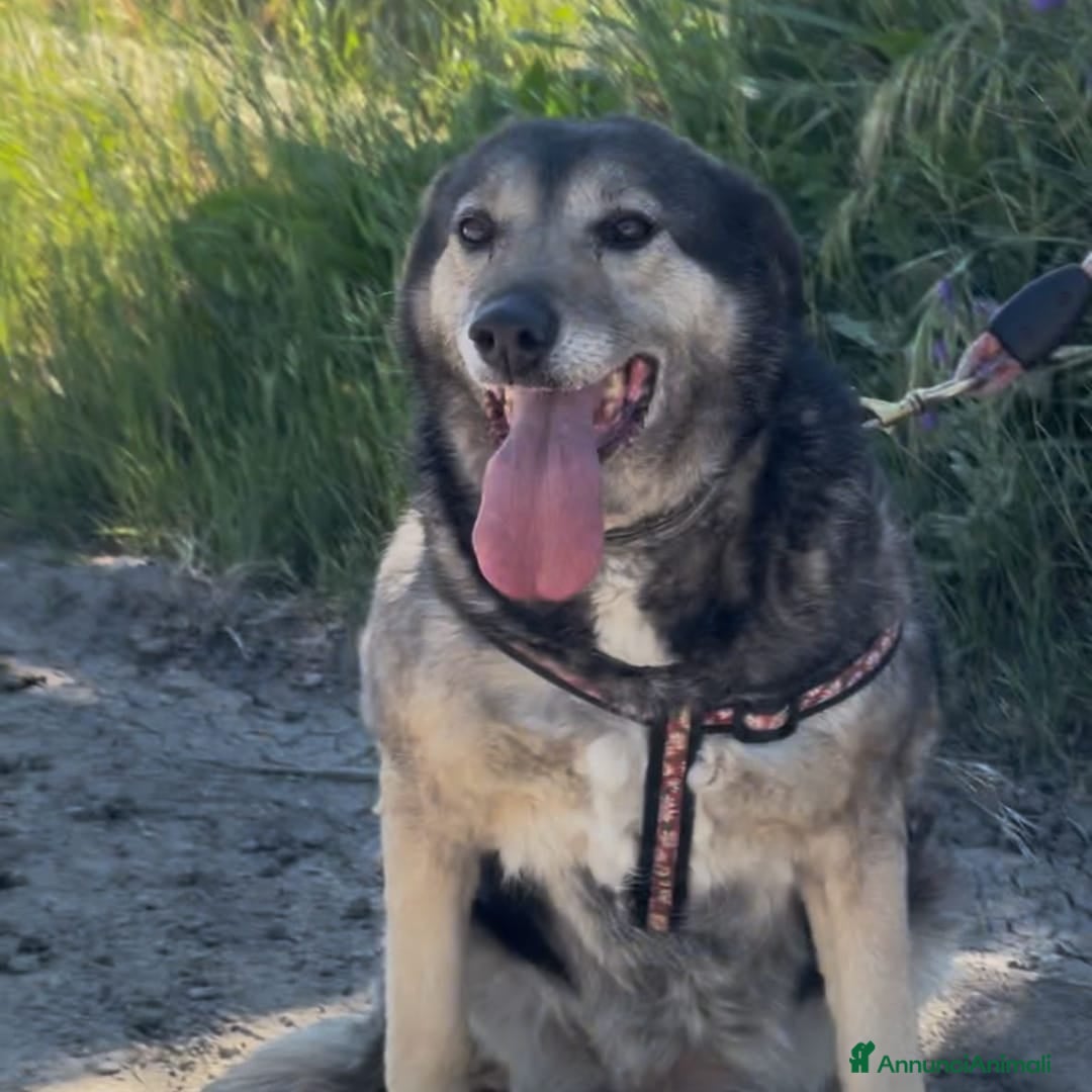 Meticcio cani in regalo: MOLLY 🩷 - mamma super eroina ora merita amore a Provincia di Como - Immagine 4
