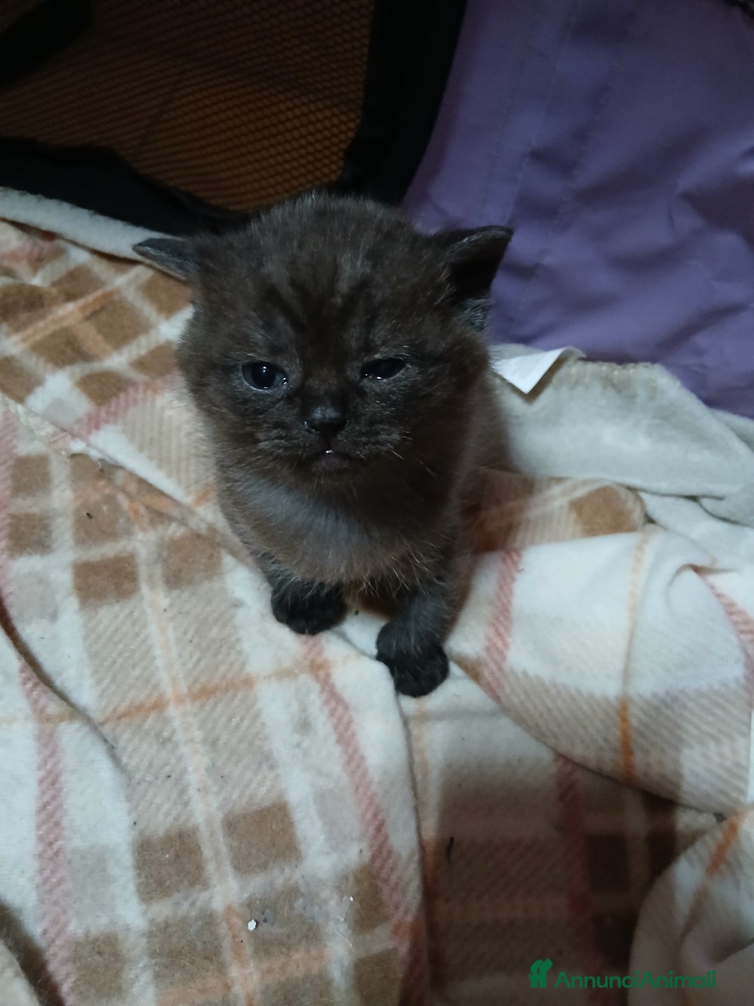 Scottish gatti in vendita: Cuccioli scottish straight - Annuncio 5