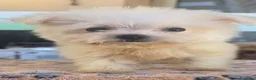 Maltese cani in vendita: Maltese  - Annuncio 5