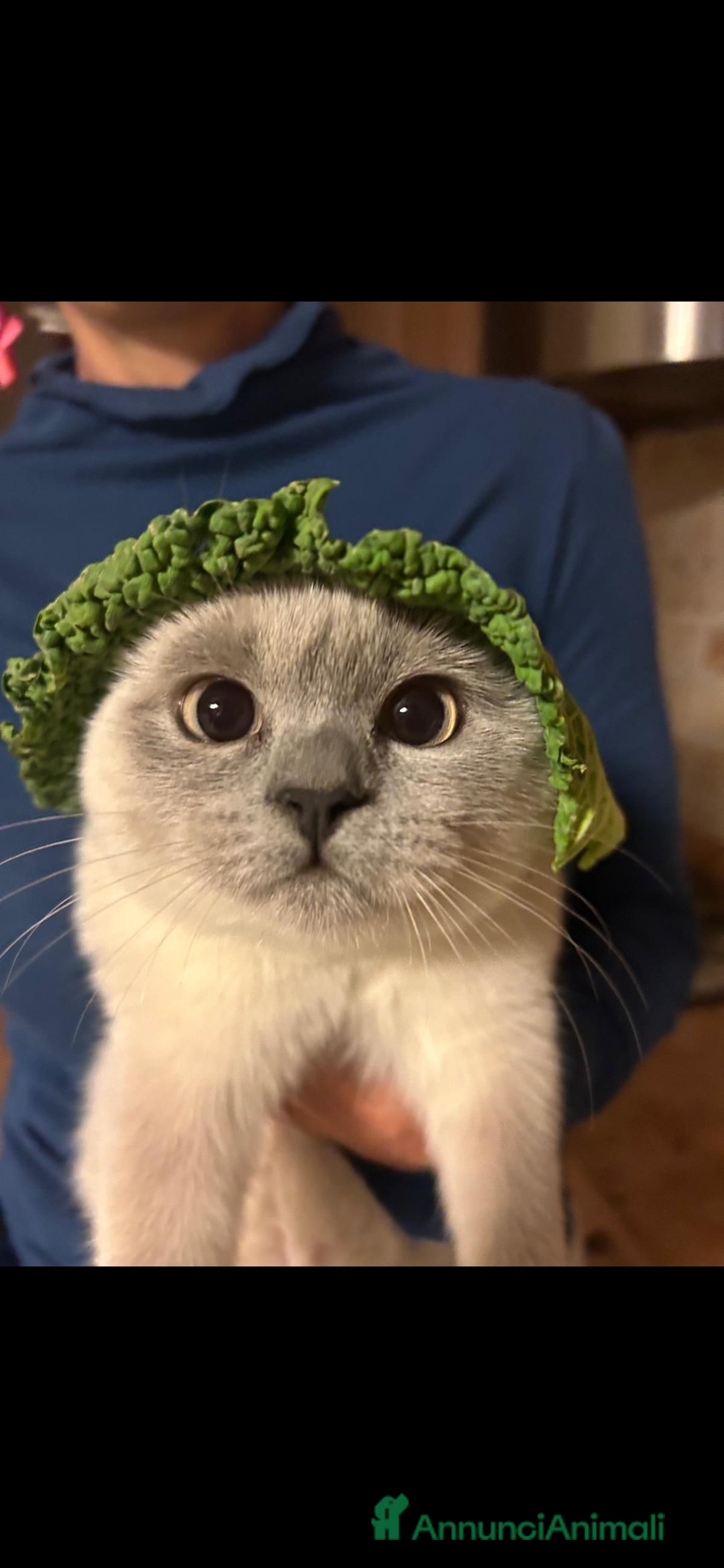 Scottish gatti Margherita cerca fidanzato - Annuncio 3