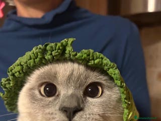 Scottish gatti Margherita cerca fidanzato - Annuncio 3