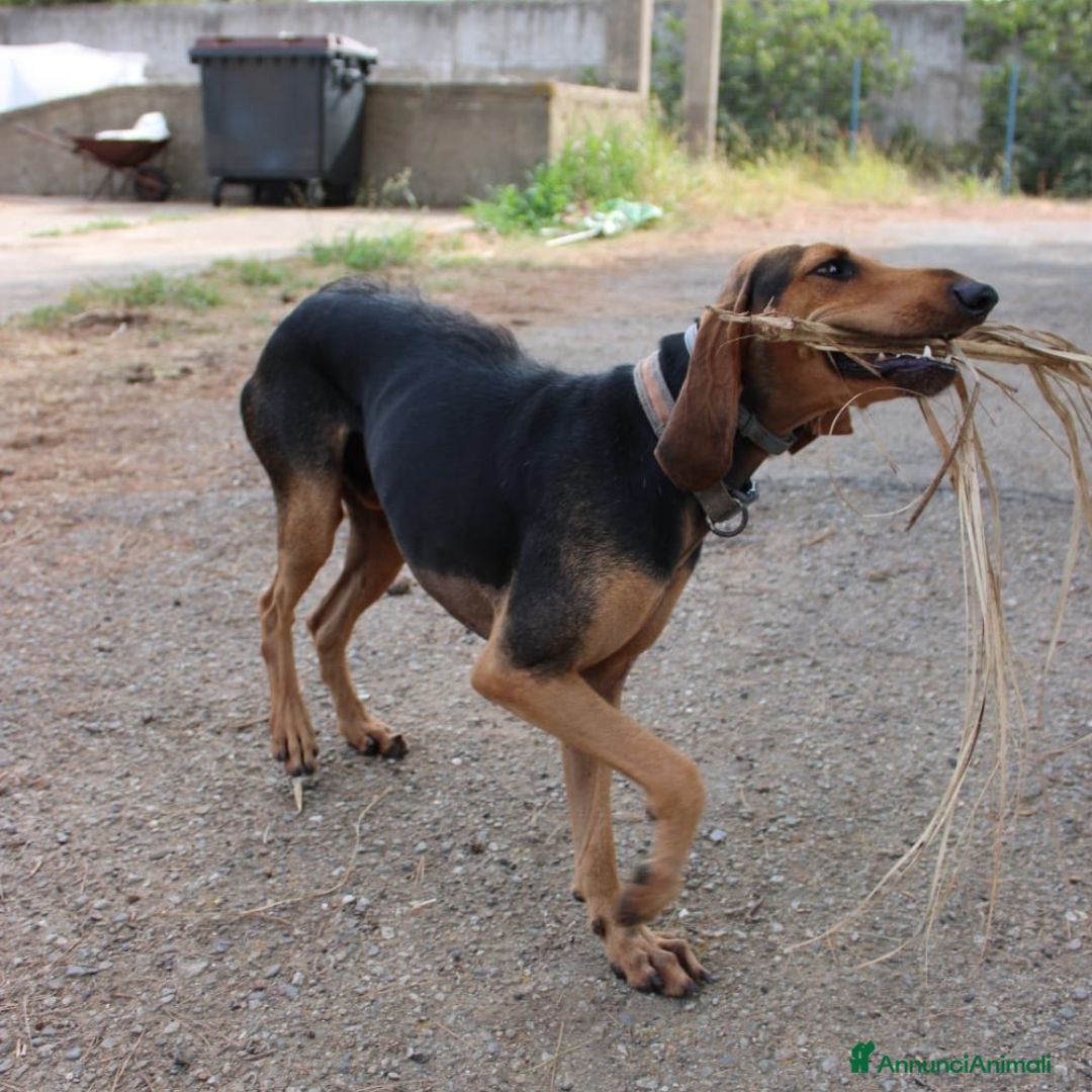 Meticcio cani BOBO 💙 - anima gentile e dolce, cerca casa ♥️ - Annuncio 2