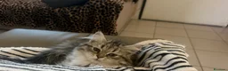 Scottish gatti in vendita: Maschietto scottish straight  - Annuncio 2