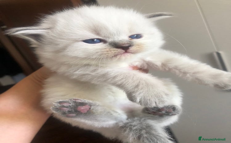 Siberiano gatti a Provincia di Varese - Annuncio 1