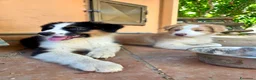 Australian Shepherd cani in vendita: cuccioli di pastore Australiano con pedigree ENCI - Annuncio 3