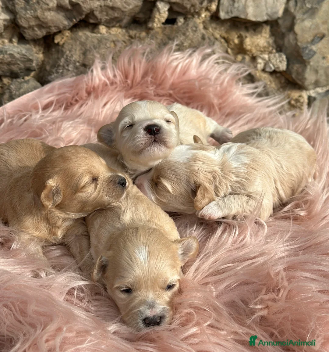 Maltipoo cani in vendita: Cuccioli di MALTIPOO - Annuncio 1