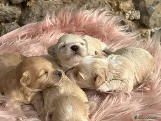 Maltipoo cani Cuccioli di MALTIPOO - Annuncio 1
