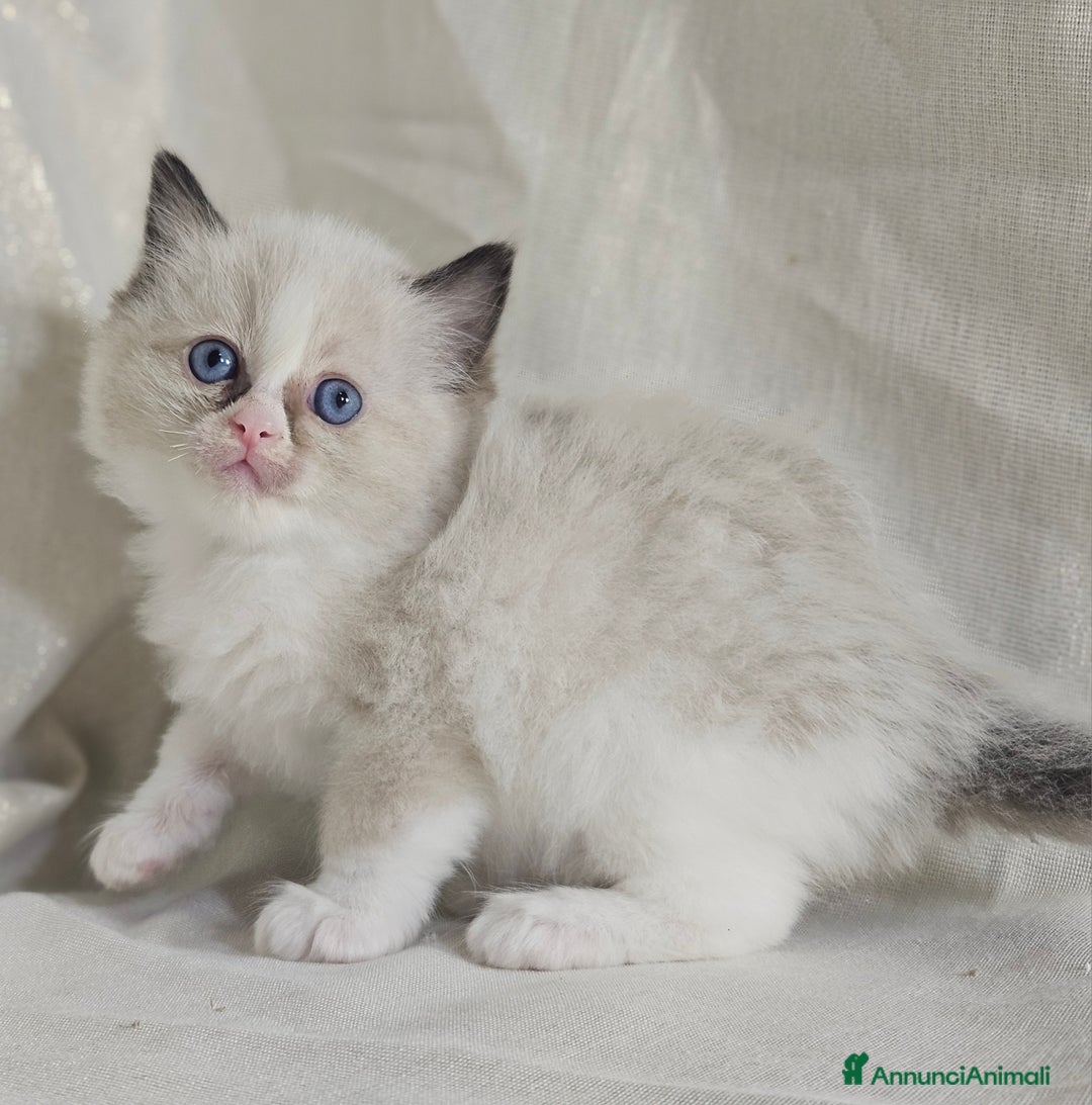 Ragdoll gatti in vendita: Stupenda cucciolata Ragdoll - Annuncio 9