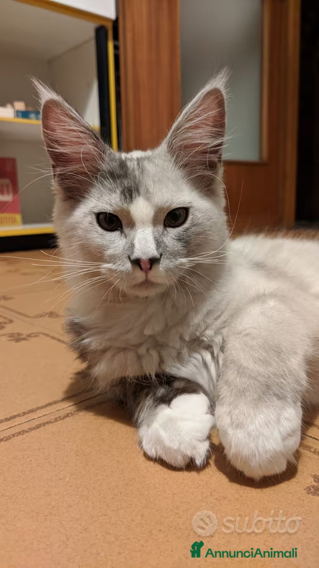 Maine Coon gatti per accoppiamento: Maine coon white-silver per monta - Annuncio 5