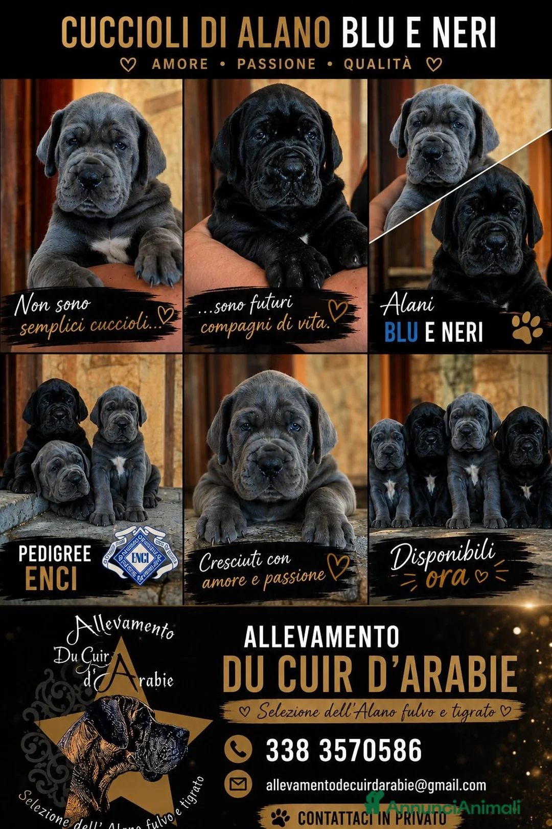 Alano cani in vendita: Alani cuccioli Neri e Blu - Annuncio 5