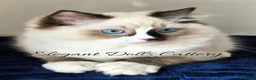 Ragdoll gatti in vendita: Ragdoll disponibile - maschio  - Annuncio 2