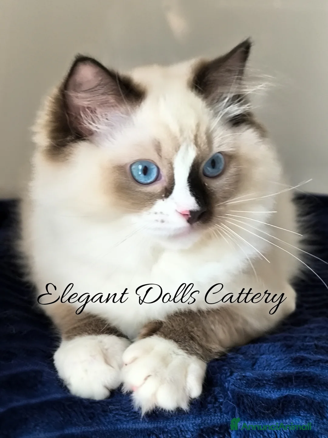 Ragdoll gatti in vendita: Ragdoll disponibile - maschio  - Annuncio 2