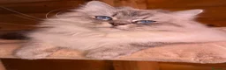 Siberiano gatti in vendita: “Gatta siberiana in Rehoming” - Annuncio 2