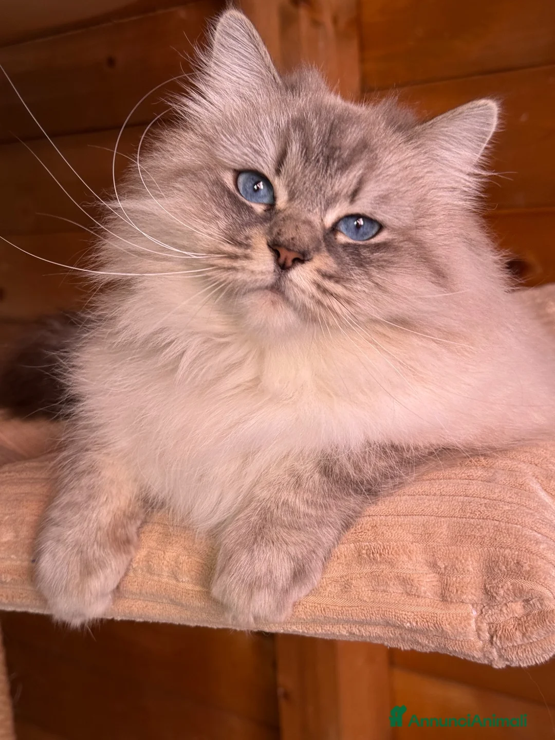 Siberiano gatti in vendita: “Gatta siberiana in Rehoming” - Annuncio 2
