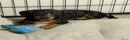 Bassotto cani in vendita: Cuccioli di bassotto Arlecchino  a Città metropolitana di Catania - Annuncio 5