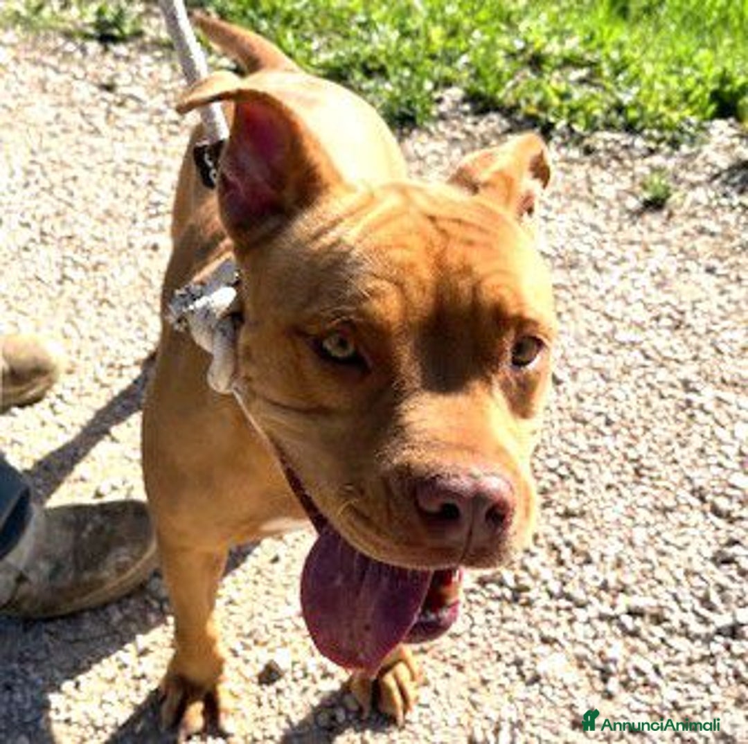 Pitbull cani in regalo: Regina, splendida pit dagli occhi marroni  - Annuncio 4