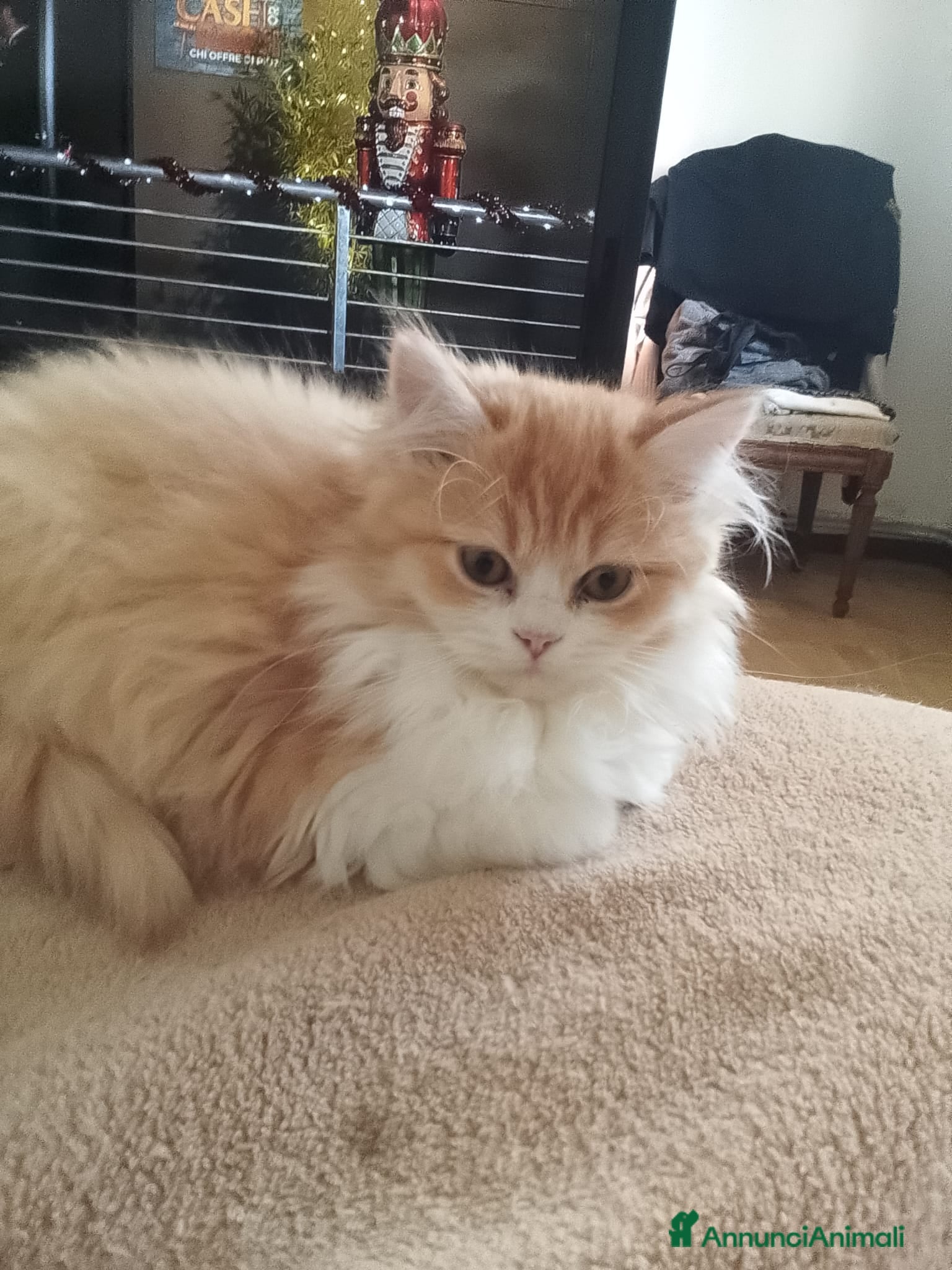 Persiano gatti Gattini persiani normotipo  - Annuncio 6