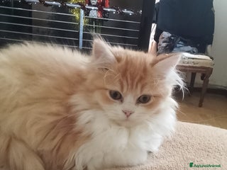 Persiano gatti Gattini persiani normotipo - Annuncio 6