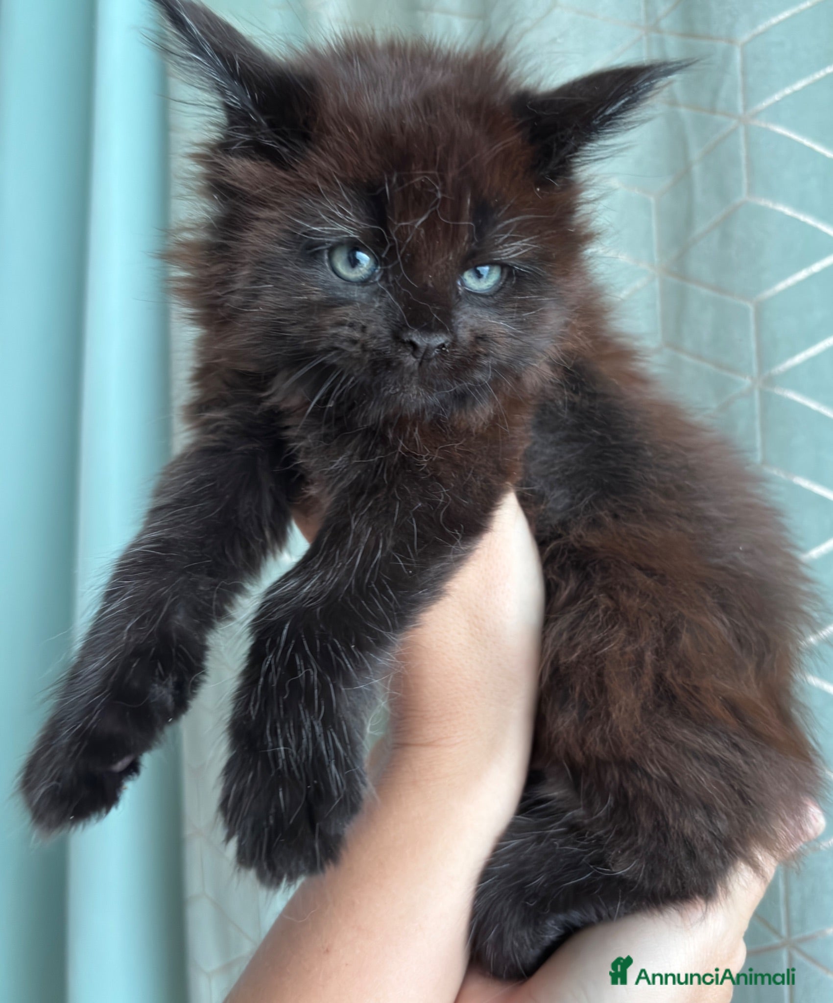 Maine Coon gatti Cuccioli di Maine Coon - Annuncio 2