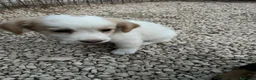 Meticcio cani in regalo: 5 NANETTI DA ADOTTARE a Città Metropolitana di Firenze - Annuncio 4