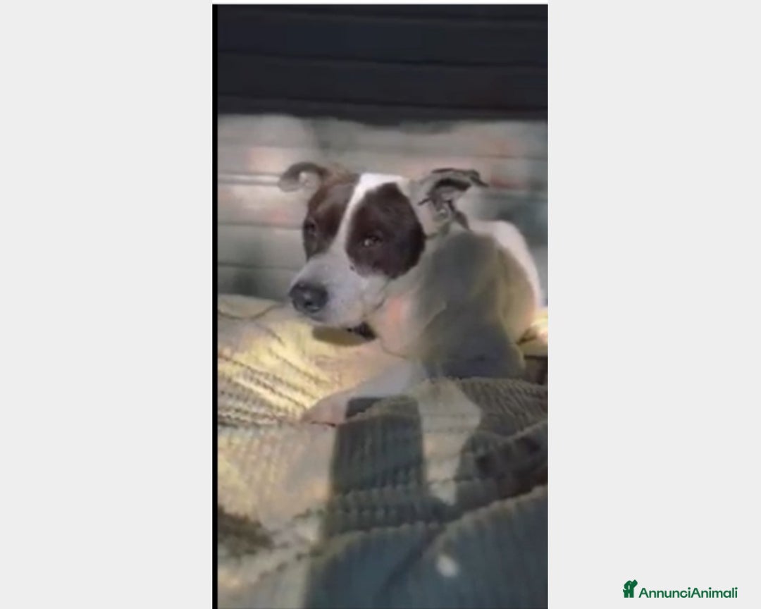 Meticcio cani in regalo: 6anni triste portato in canile dai parenti SOS SUD a Milano - Annuncio 3
