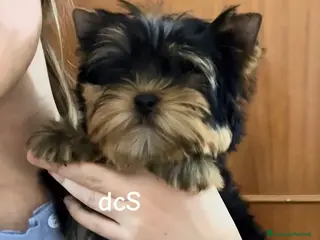 Yorkshire cani Yorkshire terrier maschietto puro a Città metropolitana di Roma Capitale - Annuncio 1