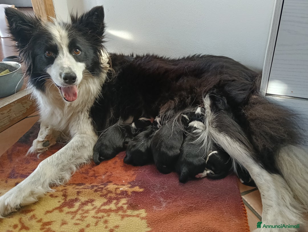 Border Collie cani in vendita: Cuccioli border collie a Provincia della Spezia - Immagine 3